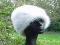 Snow Queen Toscana Shearling Hat
